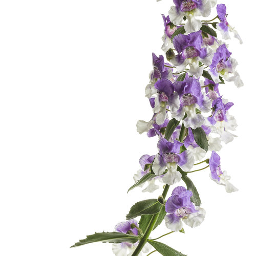Cut-out: angelonia_wedgwood_blue_improved_01.jpg