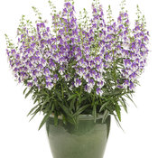 Thumbnail of Beauty Shot: angelonia_wedgwood_blue_improved_mono.jpg