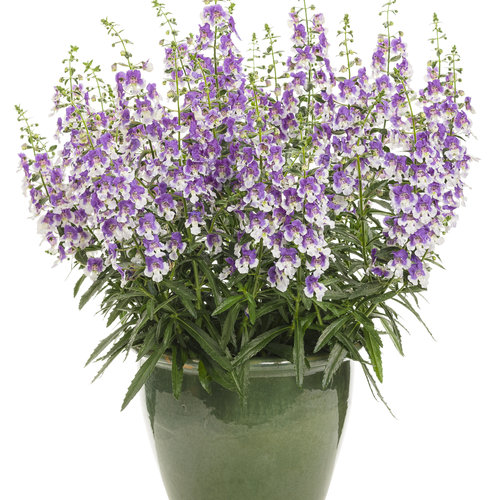 Beauty Shot: angelonia_wedgwood_blue_improved_mono.jpg