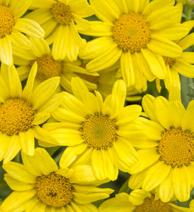 Golden Butterfly® - Marguerite Daisy - Argyranthemum frutescens
