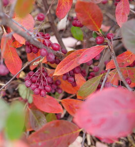 Berry Scape® - Aronia arbutifolia