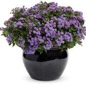 Thumbnail of Beauty Shot: Ageratum Artist Blue