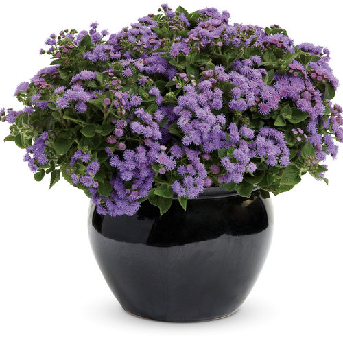 Beauty Shot: Ageratum Artist Blue