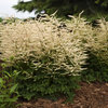 'Chantilly Lace' - Goatsbeard - Aruncus hybrid