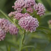 Cinderella - Swamp Milkweed - Asclepias incarnata