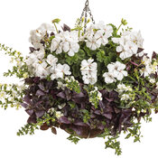 Thumbnail of Hanging Basket: Ashwood