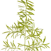 Thumbnail of Cut-out: asparagus_fern_macro_01.jpg