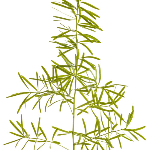 Cut-out: asparagus_fern_macro_01.jpg