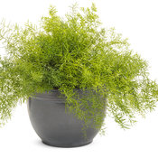 Thumbnail of Beauty Shot: asparagus_fern_mono.jpg