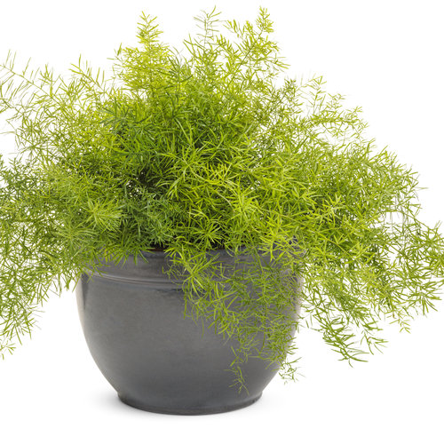 Beauty Shot: asparagus_fern_mono.jpg