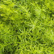 Thumbnail of Close-up: asparagus_fern_variety.jpg