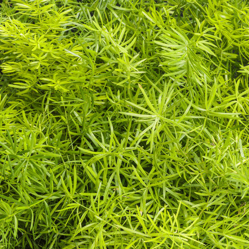 Close-up: asparagus_fern_variety.jpg
