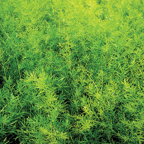 'Sprengeri' - Asparagus Fern - Asparagus densiflorus