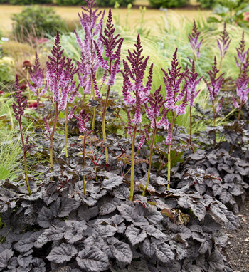 'Dark Side of the Moon' Astilbe