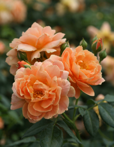 Rosa Shrub