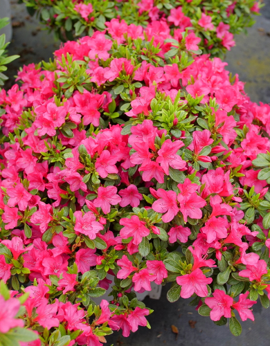 Rhododendron Shrub