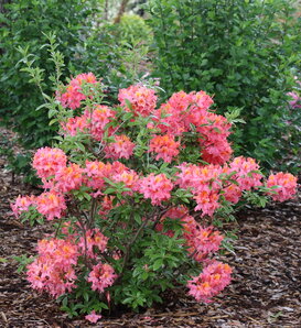 Sweet Reward® Coral - Azalea - Rhododendron x