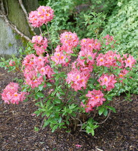 Sweet Reward® Pink - Azalea - Rhododendron x