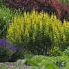 Decadence® 'Lemon Meringue' - False Indigo - Baptisia hybrid