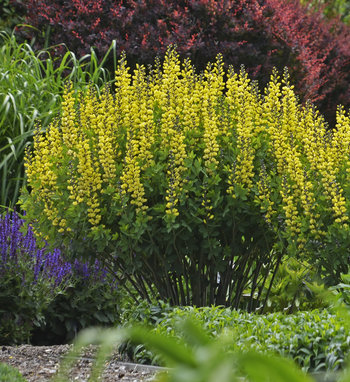 Decadence<sup>®</sup> 'Lemon Meringue' Baptisia