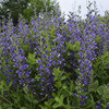 Decadence® 'Blueberry Sundae' - False Indigo - Baptisia hybrid