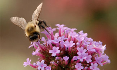 gardening for pollinators