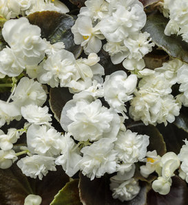 Double Up™ White - Begonia semperflorens