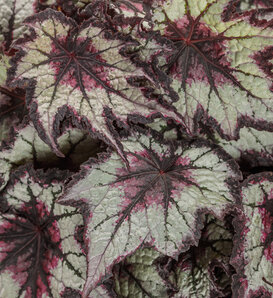 Space Age® Black Hole™ - Rex begonia - Begonia rex