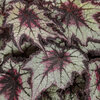 Space Age® Black Hole™ - Rex begonia - Begonia rex