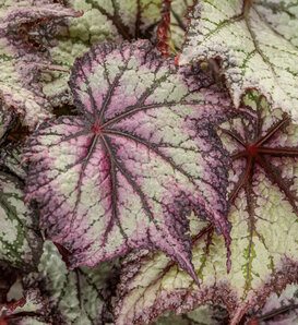 Space Age® Europa™ - Rex begonia - Begonia rex