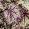 Space Age® Europa™ - Rex begonia - Begonia rex