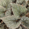 Space Age® Triton™ - Rex begonia - Begonia rex