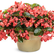 Thumbnail of Beauty Shot: begonia_surefire_cascade_red_12825_mono.jpg