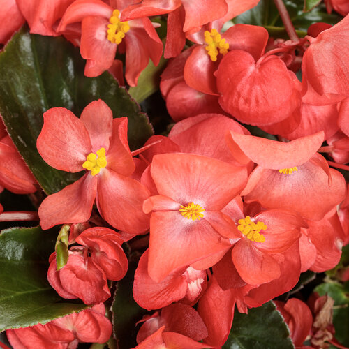 Surefire Cascade® Red - Begonia  