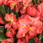 Thumbnail of Surefire Cascade® Red - Begonia  