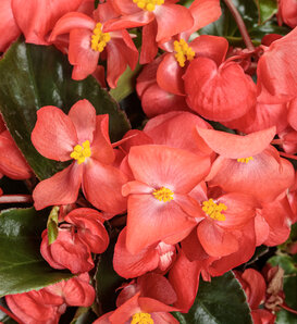 Surefire Cascade® Red - Begonia  