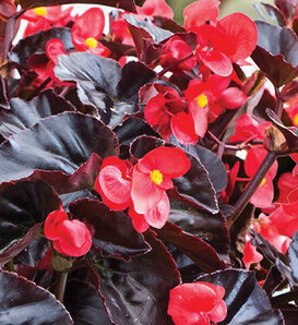 Surefire® Cherry Cordial™ - Begonia  