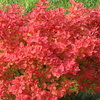 Sunjoy Neo® - Barberry - Berberis thunbergii