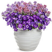 Thumbnail of Patio Container: berry_express.jpg