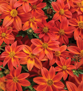 Campfire® Flame - Bidens  