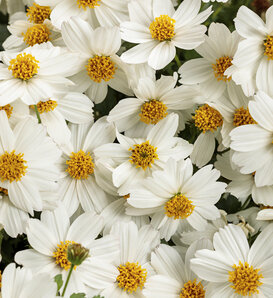 Campfire® Marshmallow™ - Bidens  