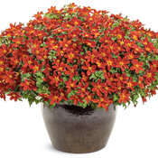 Thumbnail of Beauty Shot: bidens_campfire_red_ember_12816_mono.jpg