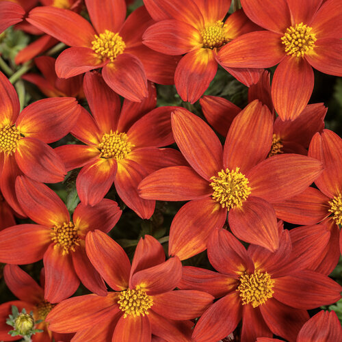 Campfire® Red Ember - Bidens ferulifolia