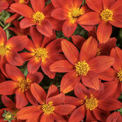 Thumbnail of Campfire® Red Ember - Bidens ferulifolia