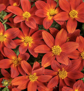 Campfire® Red Ember - Bidens ferulifolia
