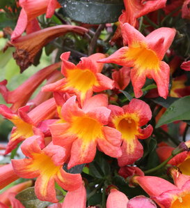 Dressed to Thrill® - Crossvine - Bignonia capreolata