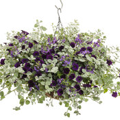 Thumbnail of Hanging Basket: black_licorice.jpg