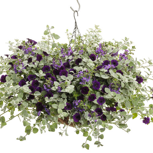 Hanging Basket: black_licorice.jpg