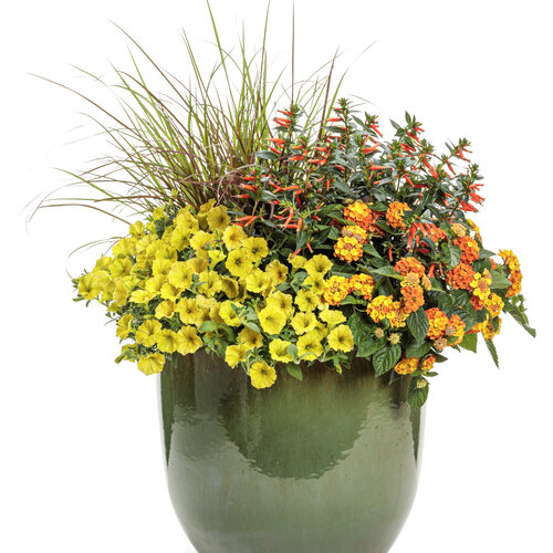 Patio Container: blossom_house.jpg