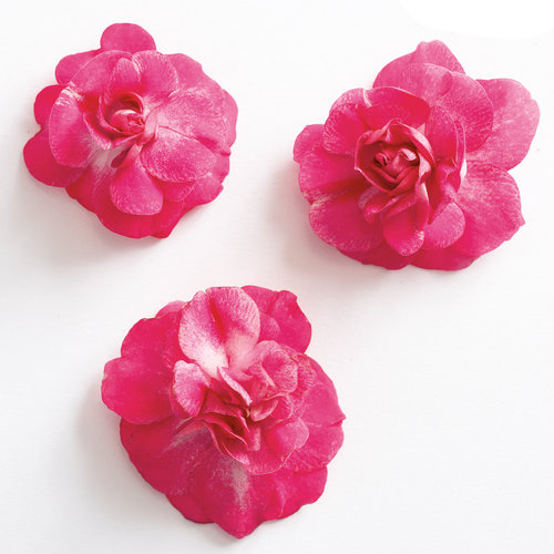 Cut-out: Dropped - Rockapulco® Rose